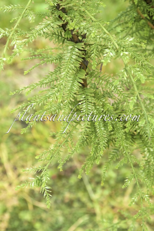 Metasequoia glyptostroboides ‘Little Creamy’