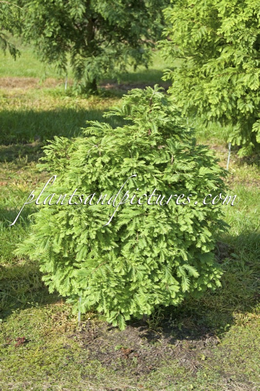 Metasequoia glyptostroboides ‘Hamlet’s Broom’