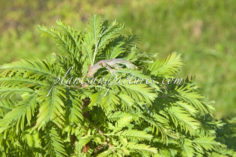 Metasequoia glyptostroboides ‘Hamlet’s Broom’