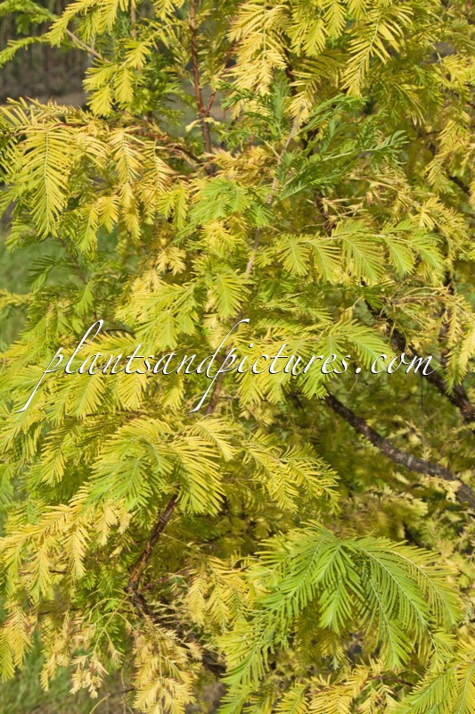Metasequoia glyptostroboides ‘Golden Guusje’