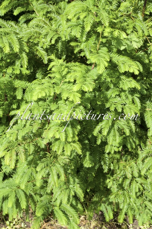 Metasequoia glyptostroboides ‘Waasland’