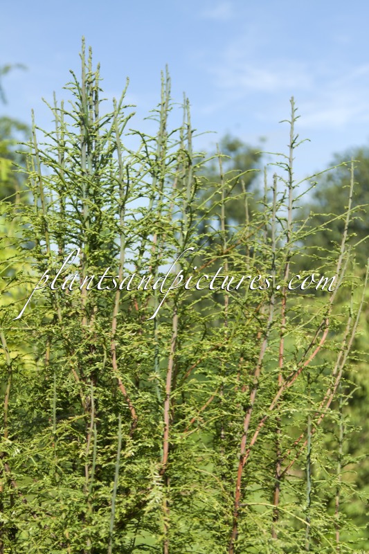Metasequoia glyptostroboides ‘Little Creamy’