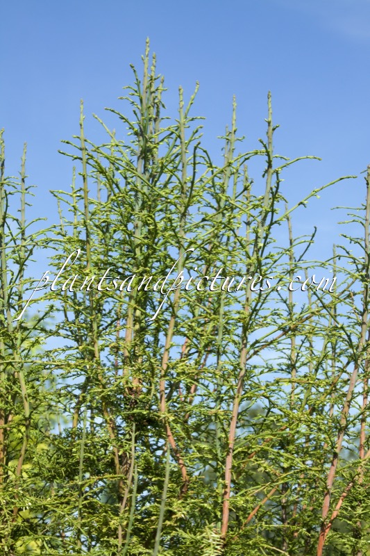 Metasequoia glyptostroboides ‘Little Creamy’
