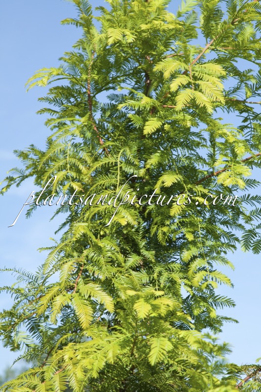 Metasequoia glyptostroboides ‘All Bronze’