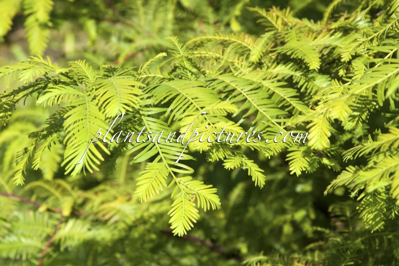 Metasequoia glyptostroboides ‘All Bronze’