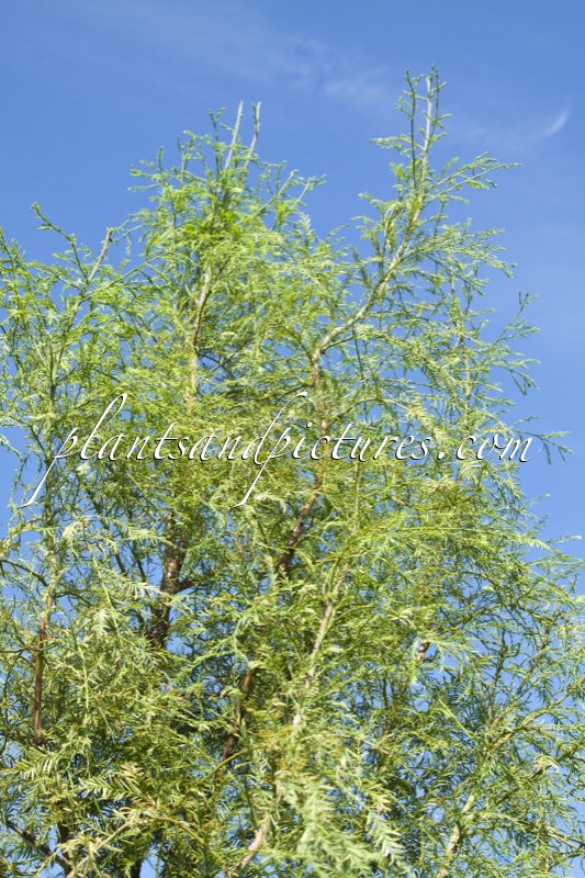 Metasequoia glyptostroboides ‘Ostoros’