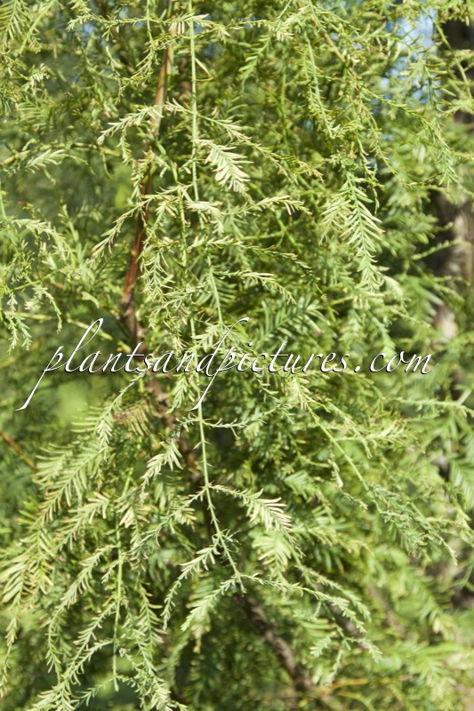 Metasequoia glyptostroboides ‘Ostoros’