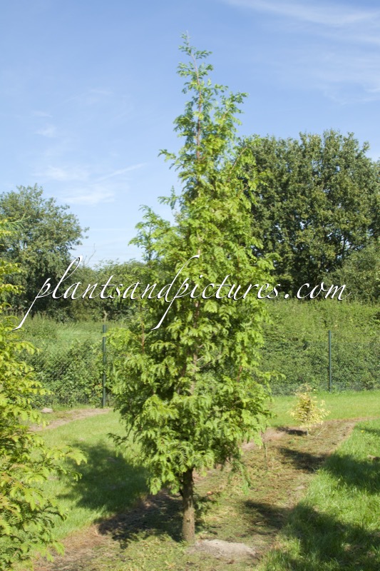 Metasequoia glyptostroboides ‘Rutgers Select’