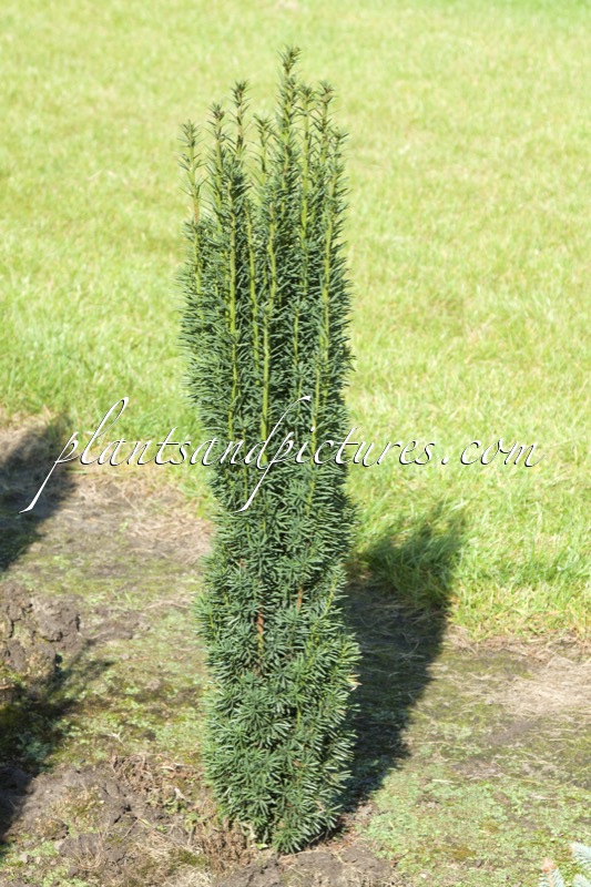 Taxus baccata ‘Fastigiata Robusta’