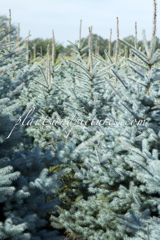 Picea pungens ‘Blue Diamond’