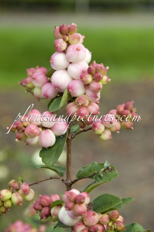 Symphoricarpos ‘Kolmajo’ (MAGICAL JOY)