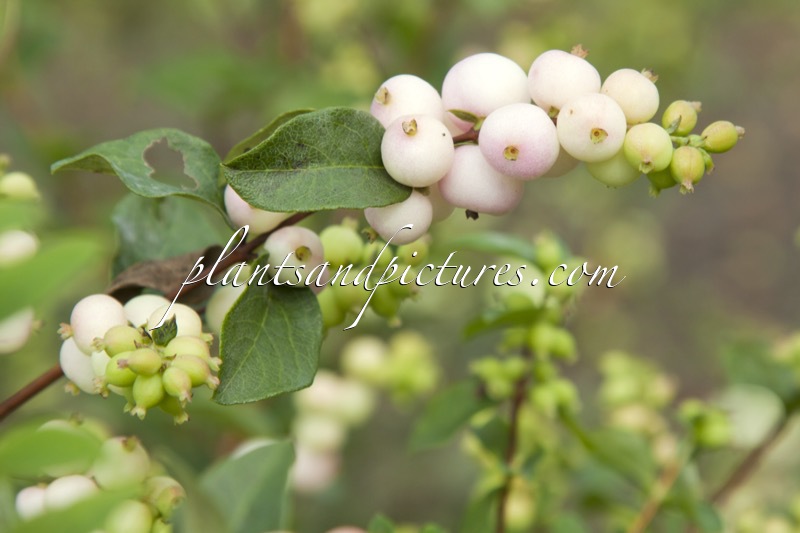 Symphoricarpos ‘Kolmaswet’ (MAGICAL SWEET)