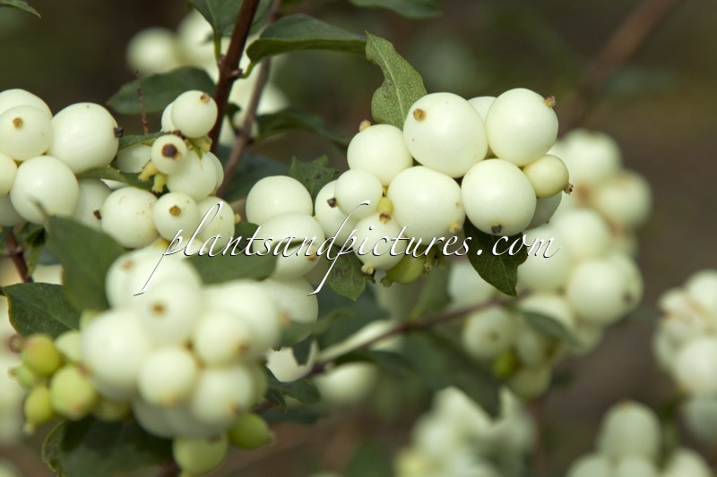 Symphoricarpos ‘Kolmava’ (MAGICAL AVALANCHE)