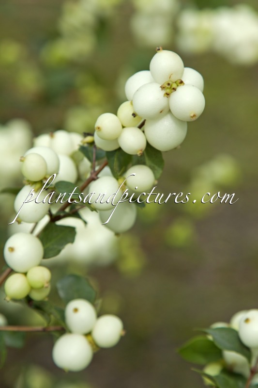 Symphoricarpos ‘Kolmava’ (MAGICAL AVALANCHE)