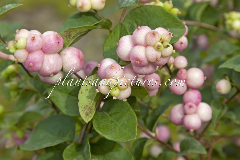 Symphoricarpos ‘Laura’