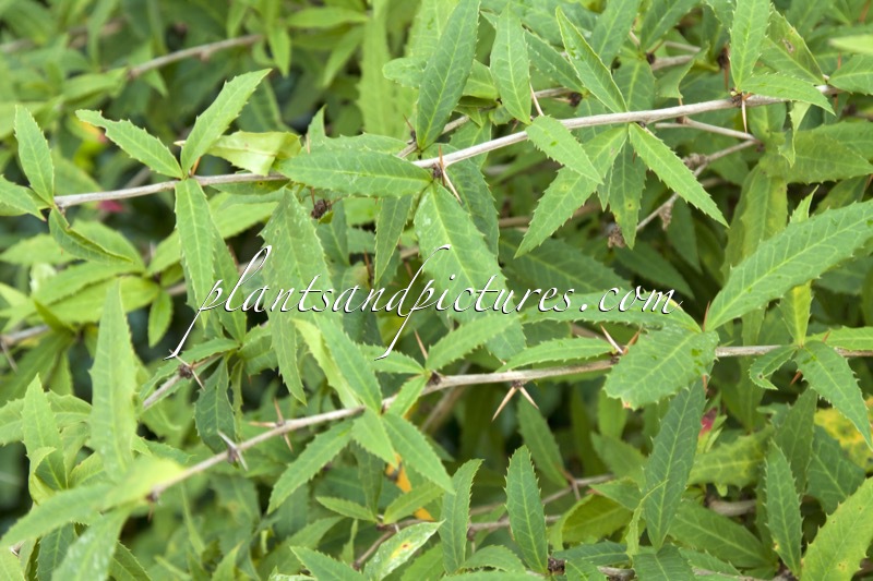 Berberis veitchii