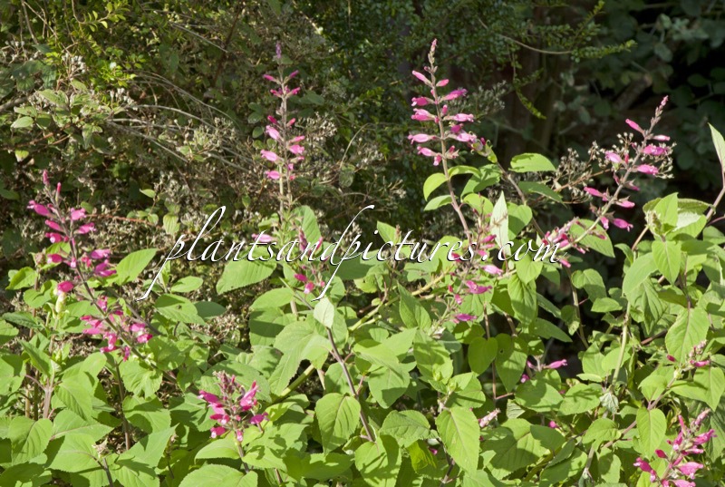 Salvia involucrata