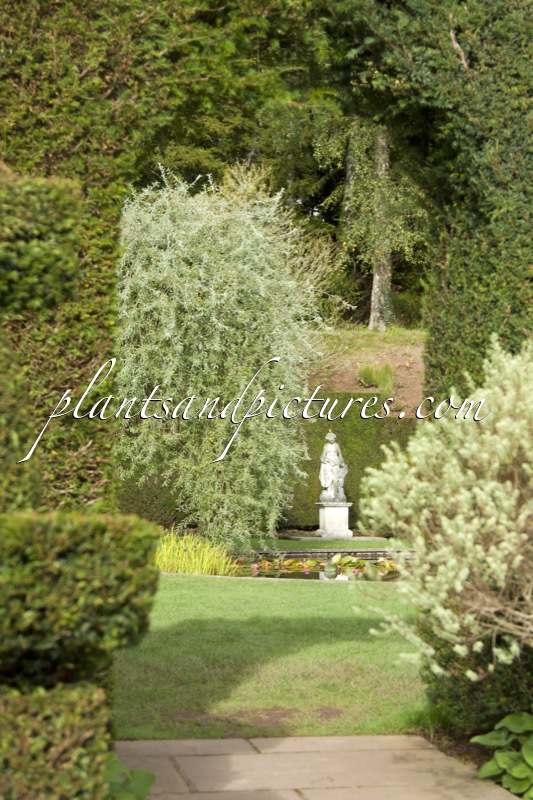 Pyrus salicifolia ‘Pendula’