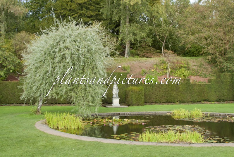 Pyrus salicifolia ‘Pendula’