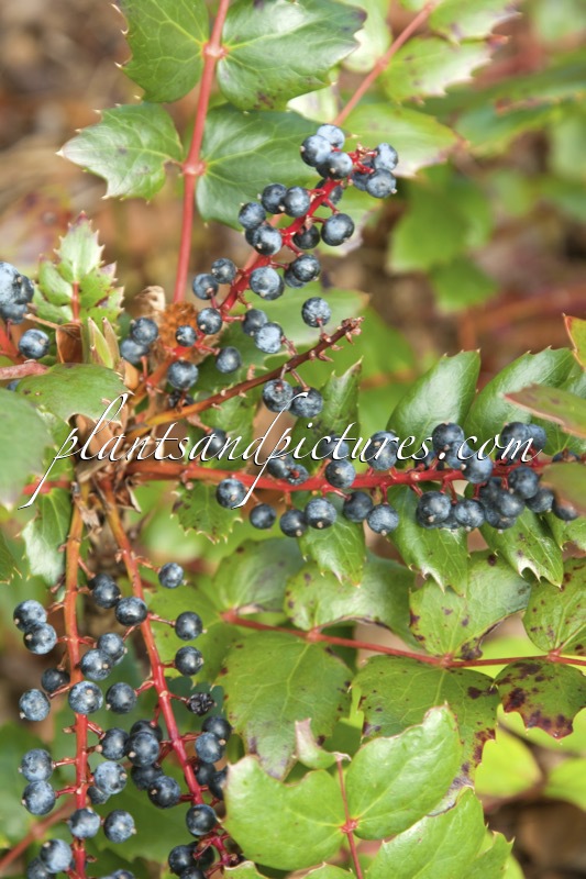 Mahonia nervosa