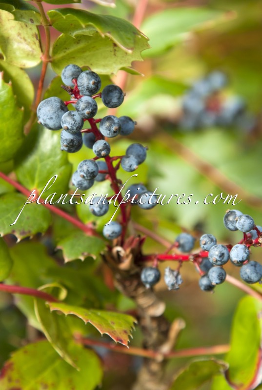 Mahonia nervosa