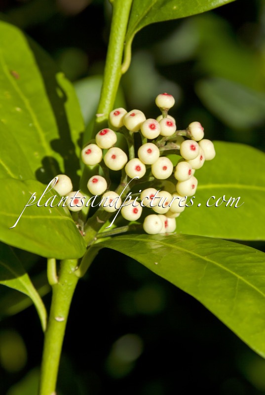 Skimmia japonica