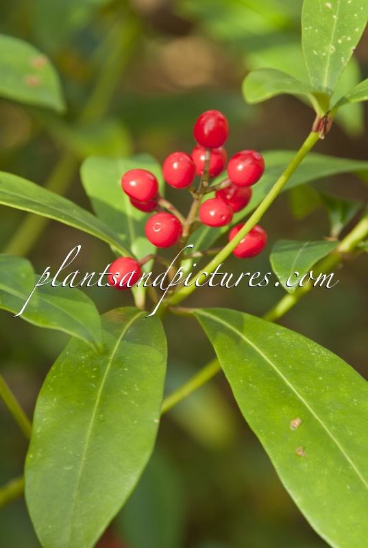 Skimmia japonica ‘Cecilia Brown’