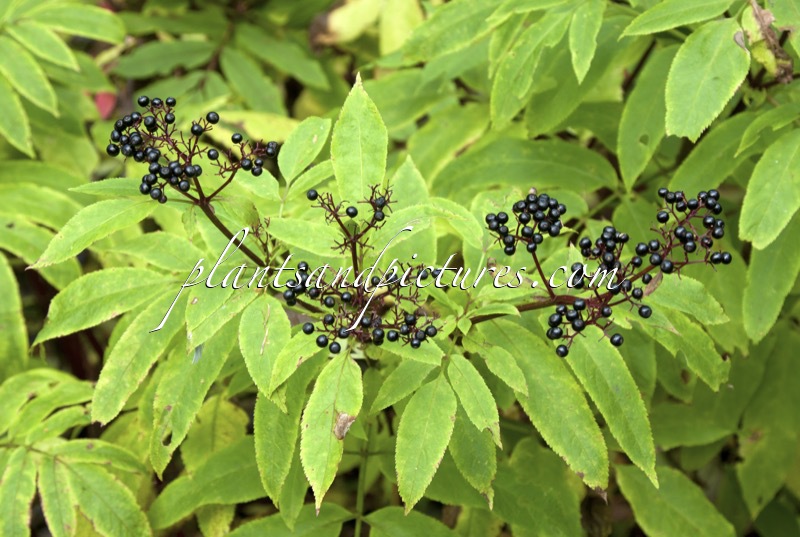Sambucus ebulus