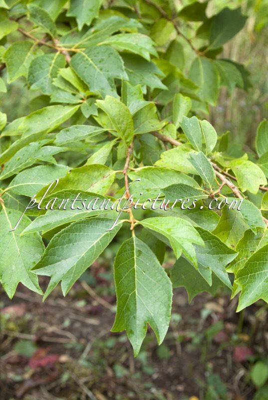 Pterostyrax psilophyllus var. leveillei