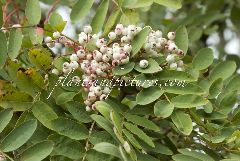 Sorbus glabrescens