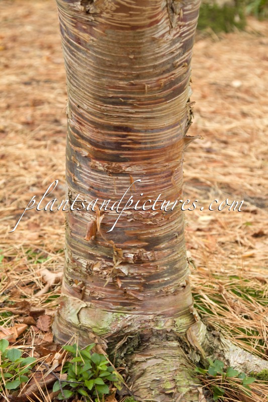 Betula ermanii ‘Mt Zao Purple’