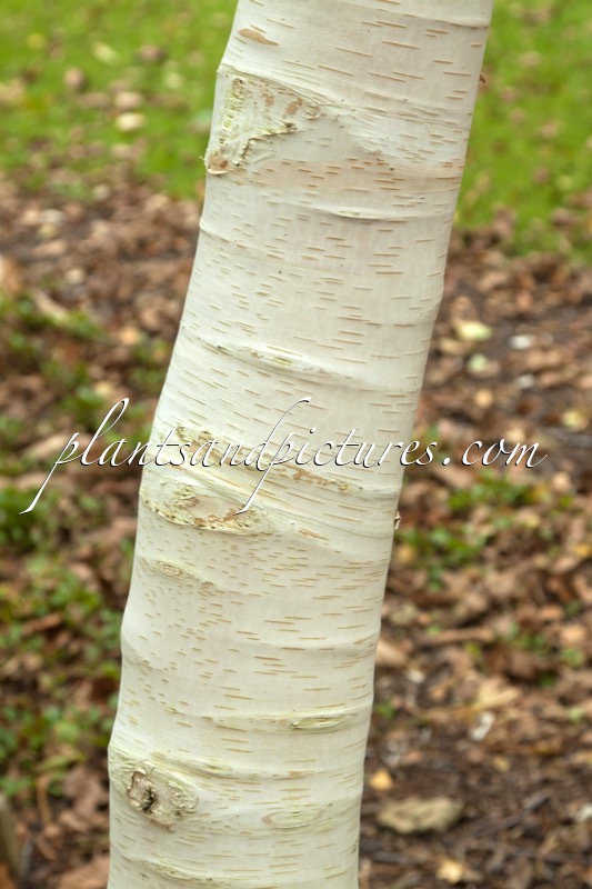 Betula utilis var. occidentalis