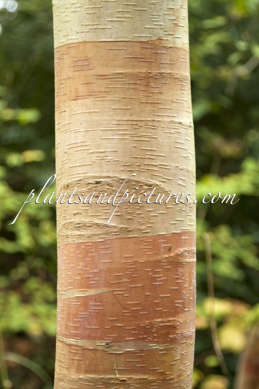 Betula albosinensis