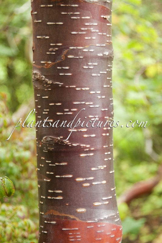 Betula utilis var. yunnanensis