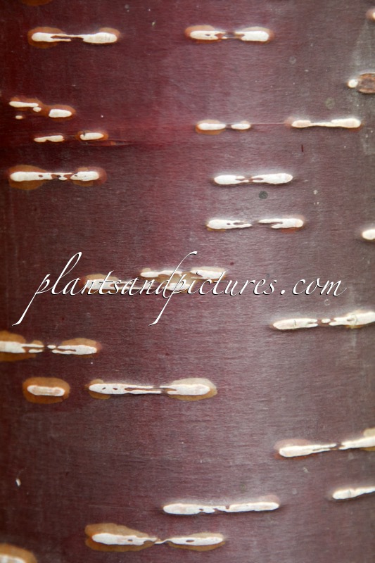 Betula utilis var. yunnanensis