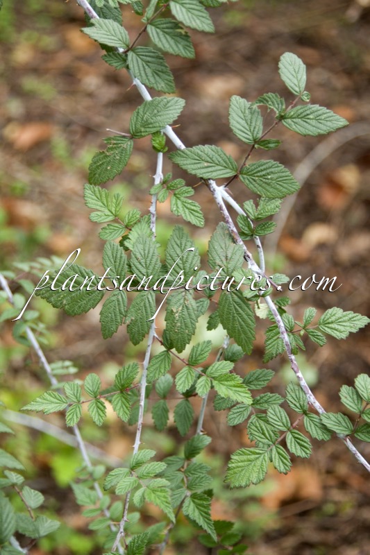 Rubus cockburnianus