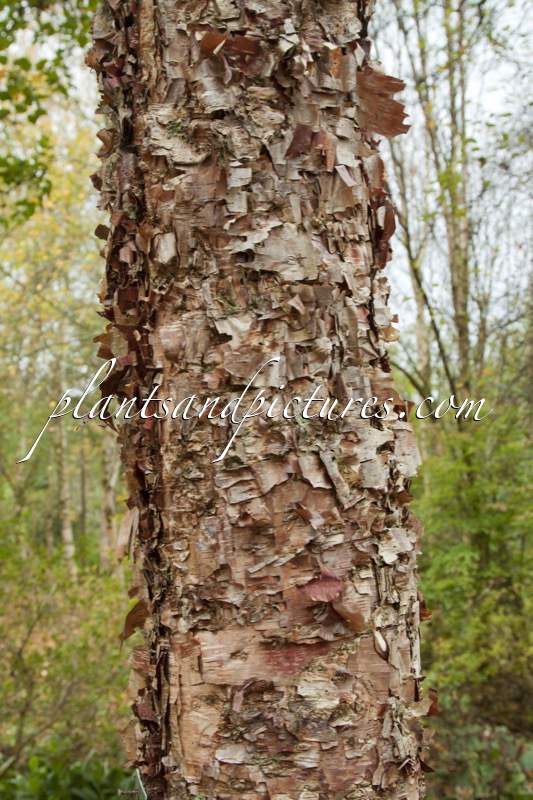 Betula davurica