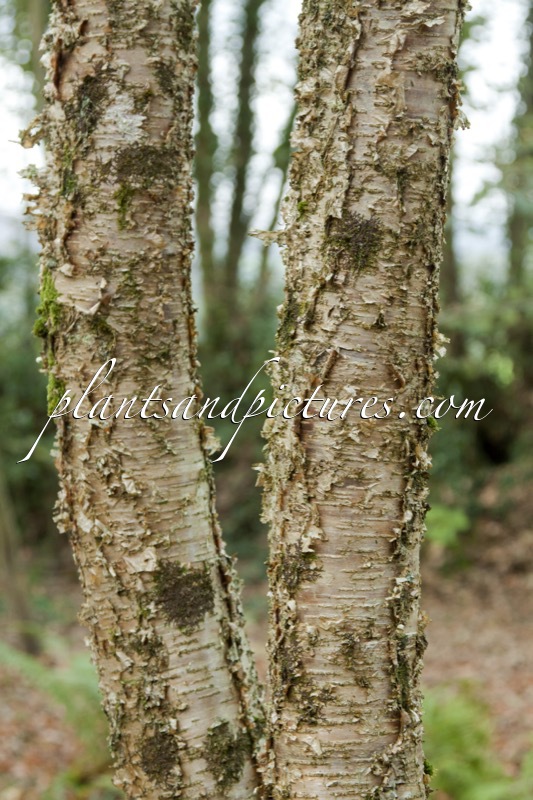 Betula alleghaniensis