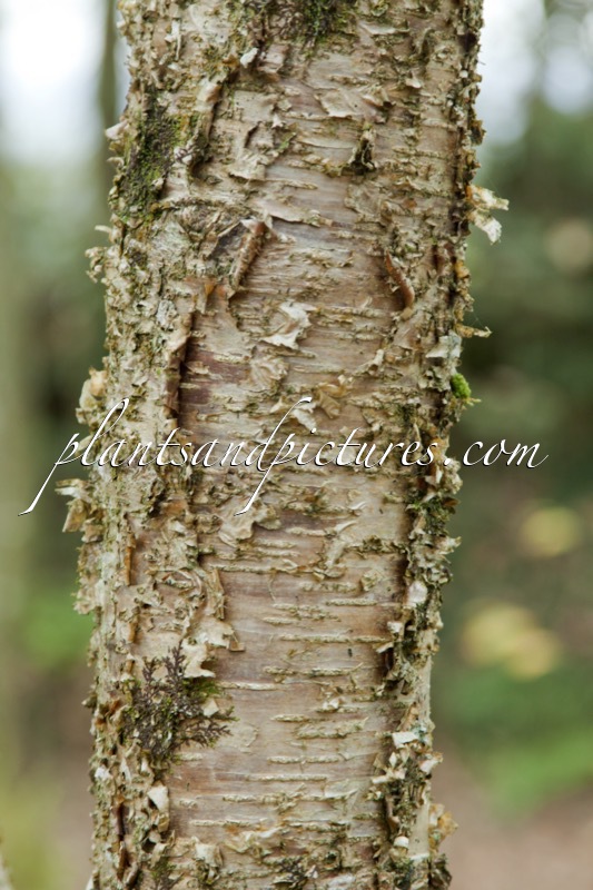 Betula alleghaniensis