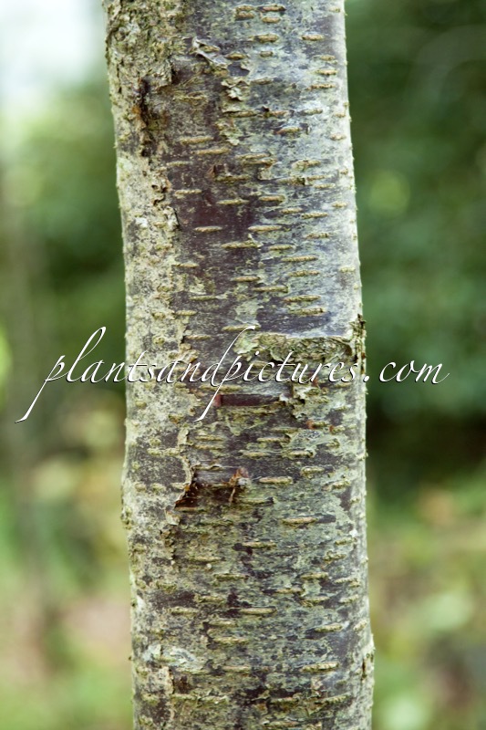 Betula utahensis