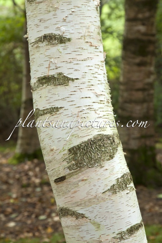 Betula papyrifera