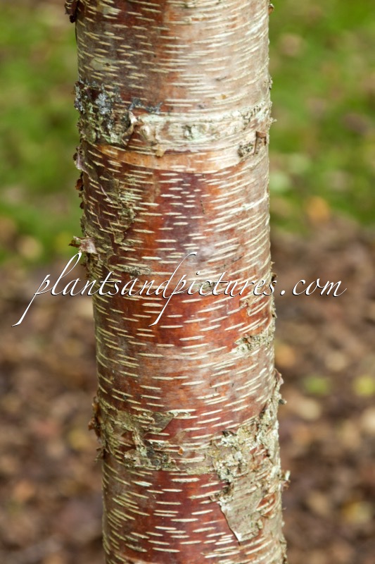 Betula raddeana