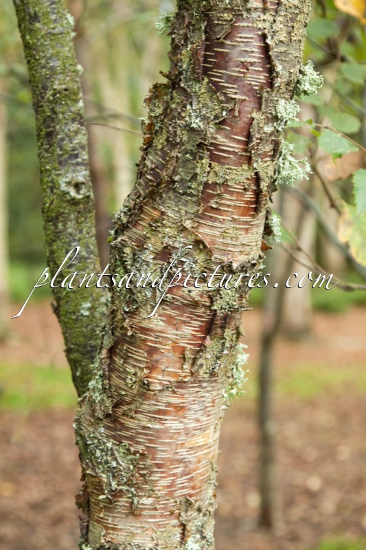Betula raddeana
