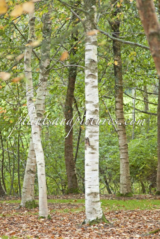 Betula papyrifera