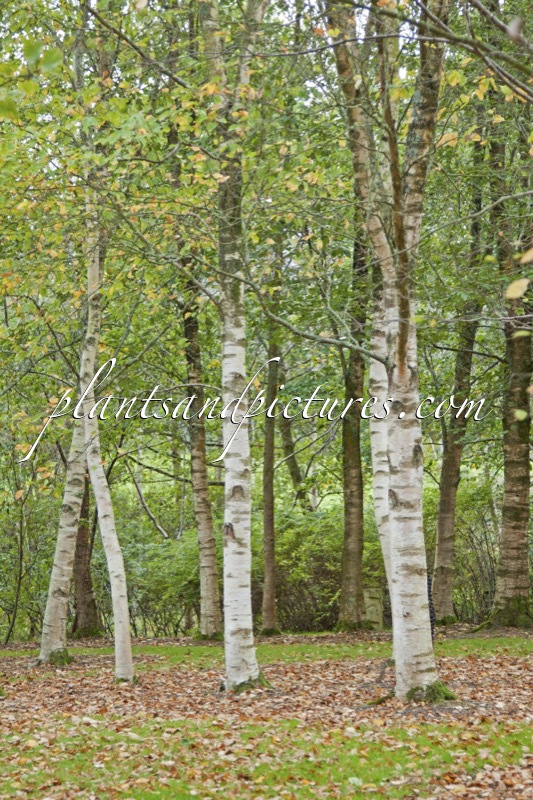 Betula papyrifera