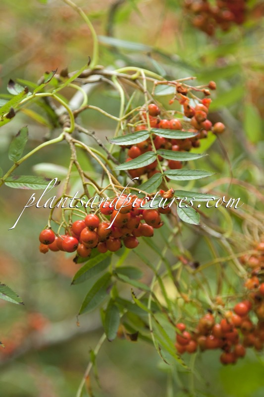 Sorbus randaiensis