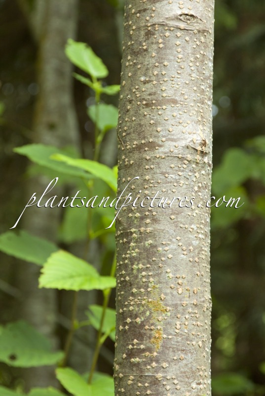Alnus maximowiczii