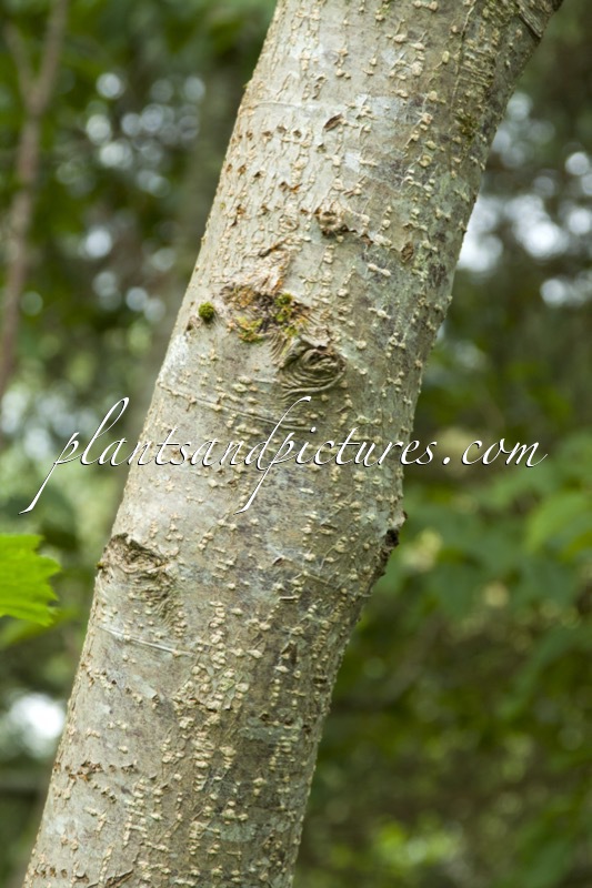 Alnus maximowiczii