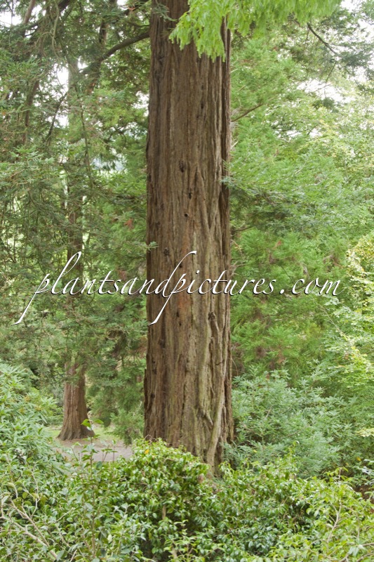 Sequoia sempervirens