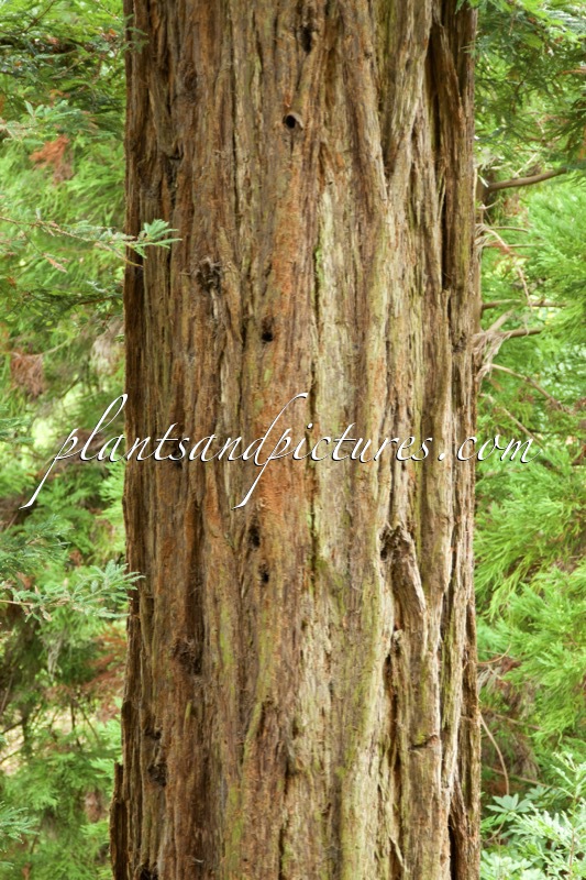 Sequoia sempervirens
